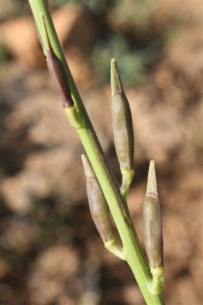 Eruca sativa - Baou de la Saoupe